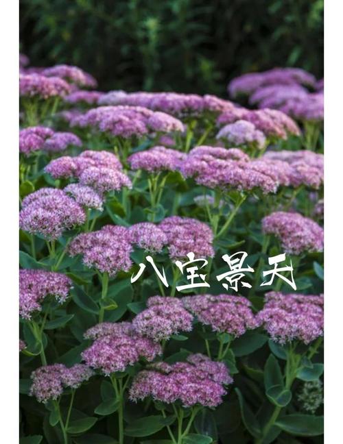 我国的八种国宝植物，八大国宝植物-第2张图片-优品飞百科