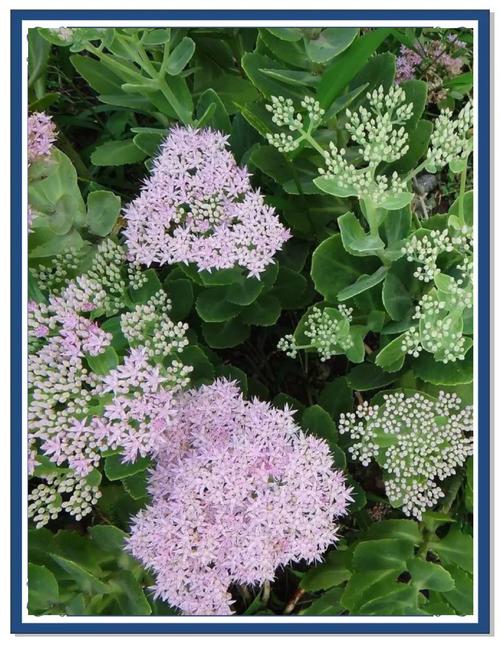 我国的八种国宝植物，八大国宝植物-第3张图片-优品飞百科