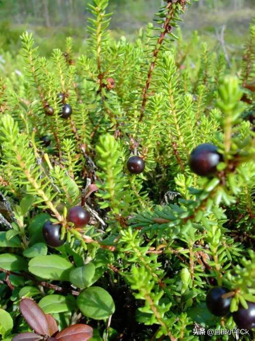 我国的八种国宝植物，八大国宝植物-第4张图片-优品飞百科