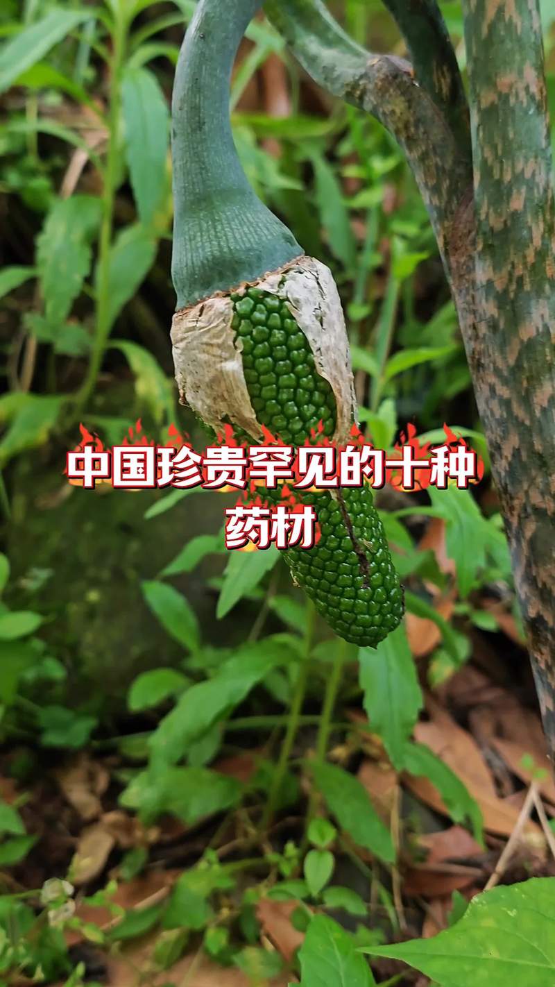 我国的八种国宝植物，八大国宝植物-第5张图片-优品飞百科