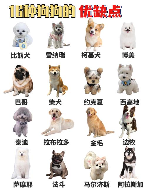 那些疑似来自非洲的花花？非洲的一些花名？-第4张图片-优品飞百科