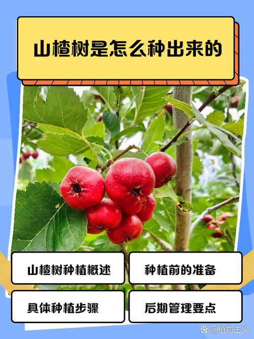 山楂树怎么种，山楂树怎么种植和管理-第1张图片-优品飞百科