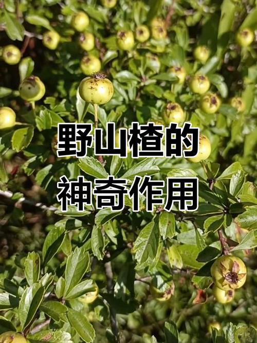 山楂树怎么种，山楂树怎么种植和管理-第3张图片-优品飞百科