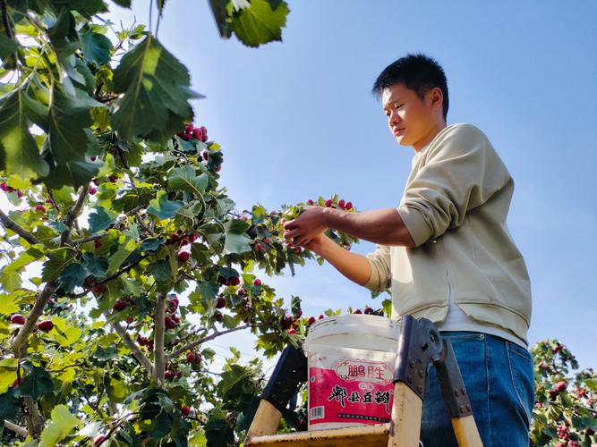 山楂树怎么种，山楂树怎么种植和管理-第4张图片-优品飞百科