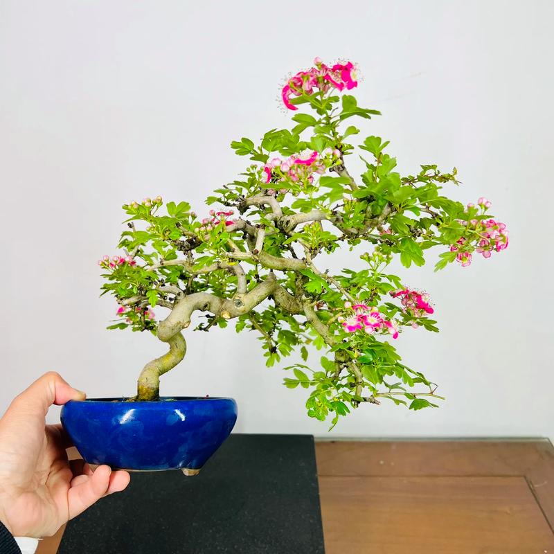 山楂树怎么种，山楂树怎么种植和管理-第7张图片-优品飞百科