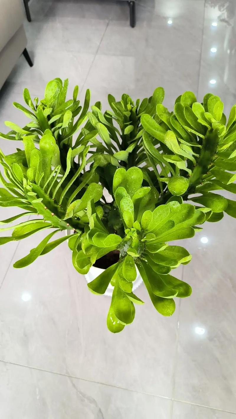 红雀珊瑚可以放在卧室吗，红雀珊瑚可以放在卧室吗？-第1张图片-优品飞百科