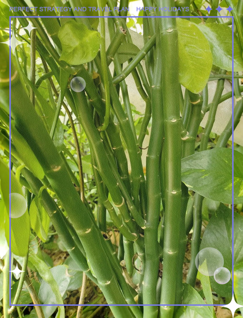 红雀珊瑚可以放在卧室吗，红雀珊瑚可以放在卧室吗？-第2张图片-优品飞百科