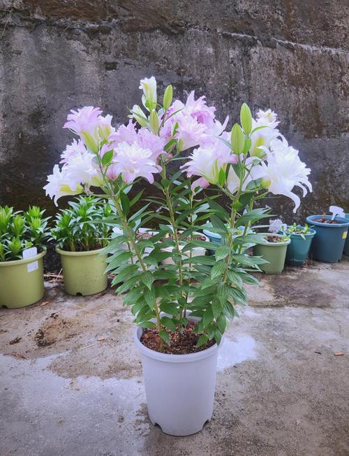 红雀珊瑚可以放在卧室吗，红雀珊瑚可以放在卧室吗？-第3张图片-优品飞百科