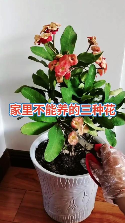 红雀珊瑚可以放在卧室吗，红雀珊瑚可以放在卧室吗？-第4张图片-优品飞百科