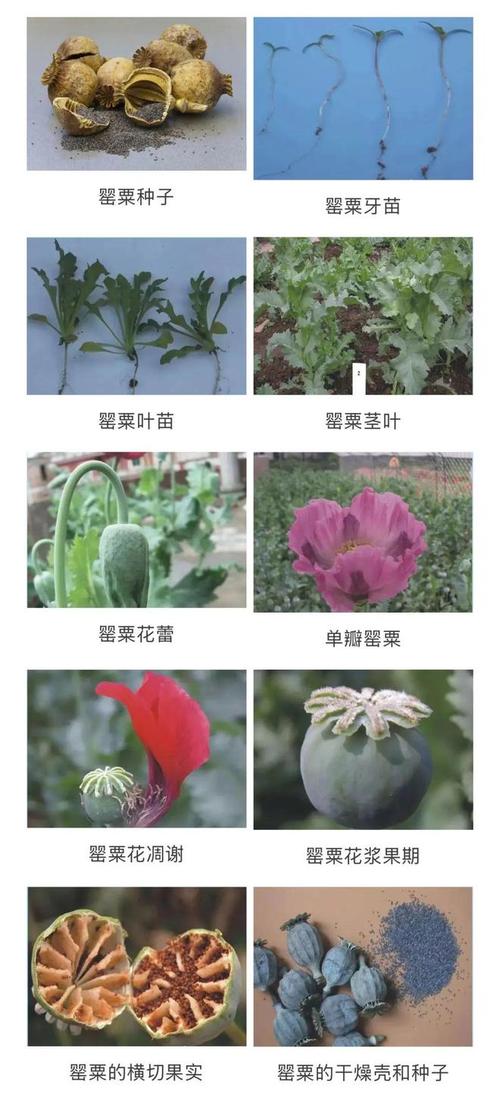 红雀珊瑚可以放在卧室吗，红雀珊瑚可以放在卧室吗？-第6张图片-优品飞百科