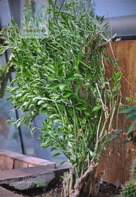 红雀珊瑚可以放在卧室吗，红雀珊瑚可以放在卧室吗？-第7张图片-优品飞百科