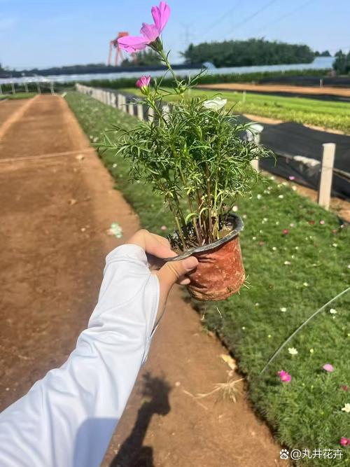 波斯菊什么时候开花，波斯菊什么时候间苗？