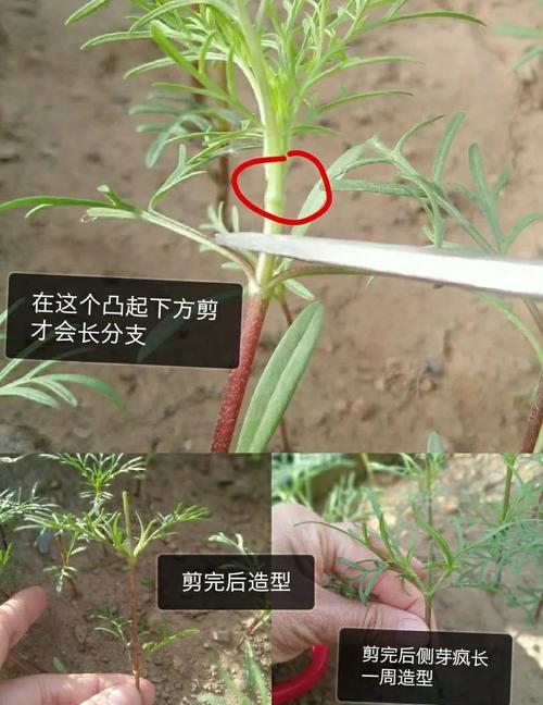 波斯菊什么时候开花，波斯菊什么时候间苗？-第2张图片-优品飞百科