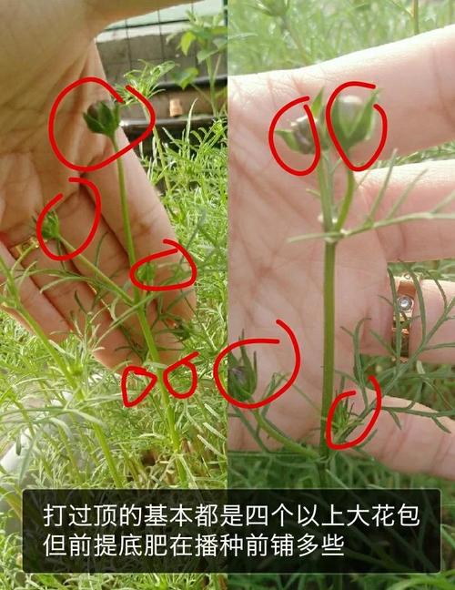 波斯菊什么时候开花，波斯菊什么时候间苗？-第3张图片-优品飞百科