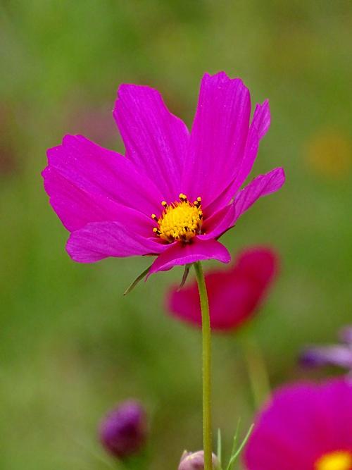 波斯菊什么时候开花，波斯菊什么时候间苗？-第4张图片-优品飞百科