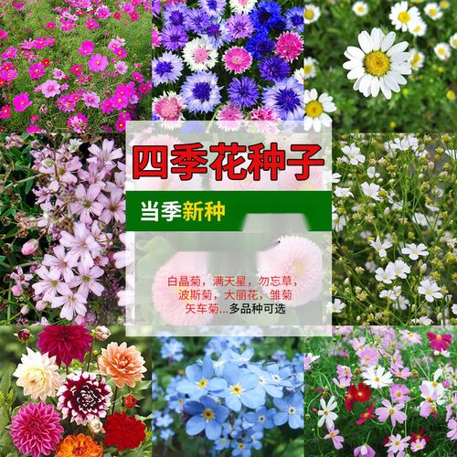 波斯菊什么时候开花，波斯菊什么时候间苗？-第6张图片-优品飞百科