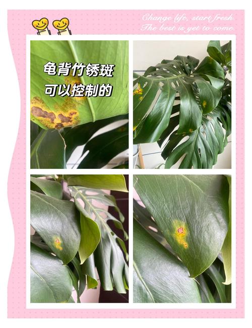 龟背竹锈病怎么办，龟背竹锈病怎么办能治好吗？-第1张图片-优品飞百科