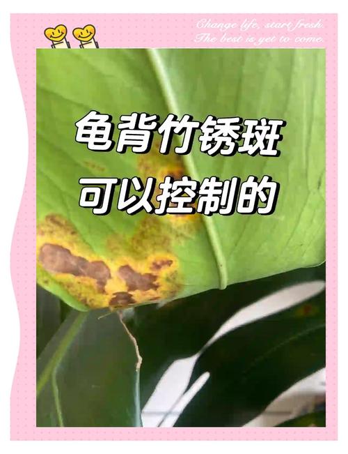 龟背竹锈病怎么办，龟背竹锈病怎么办能治好吗？-第3张图片-优品飞百科