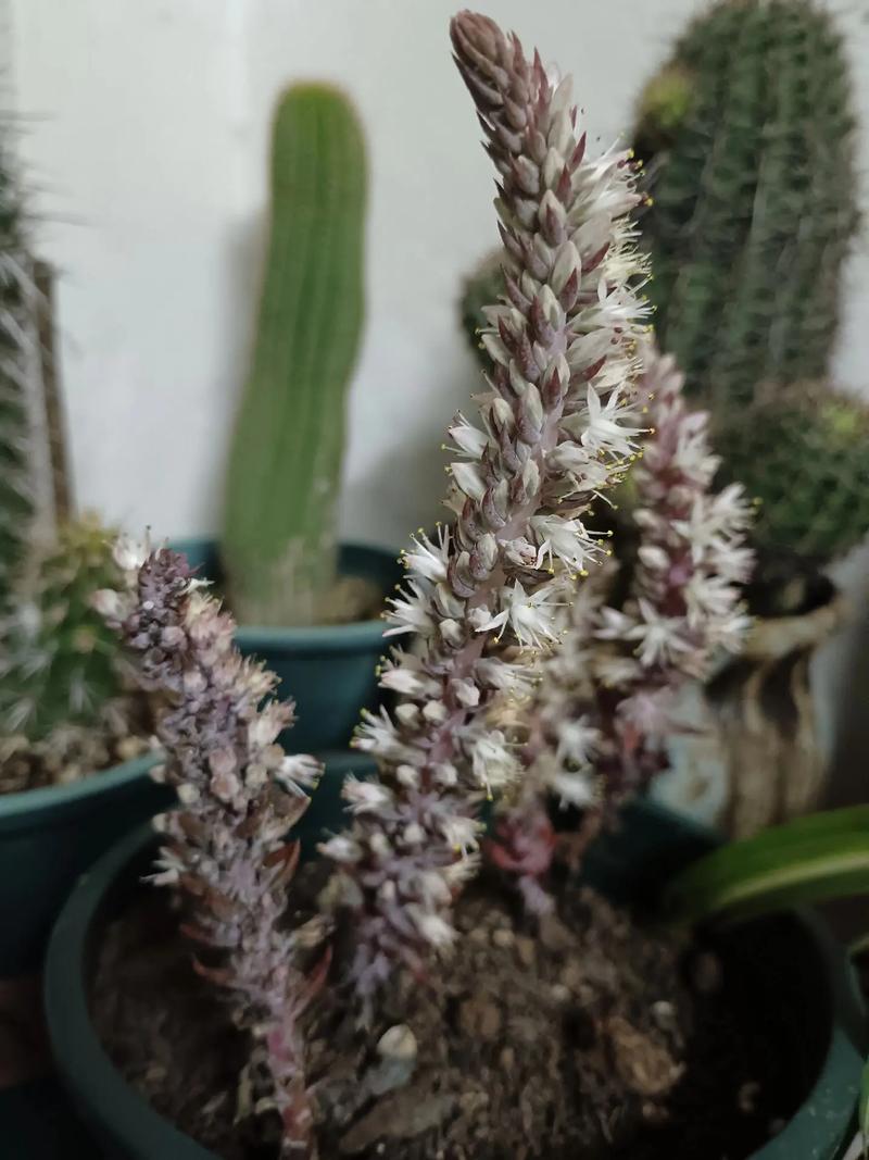 50种常见观叶植物图鉴，史上最全，十种观叶植物？-第1张图片-优品飞百科