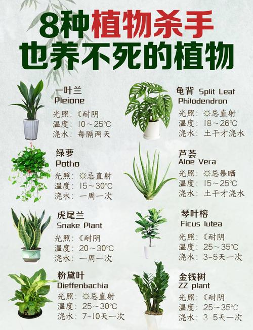 50种常见观叶植物图鉴，史上最全，十种观叶植物？-第2张图片-优品飞百科