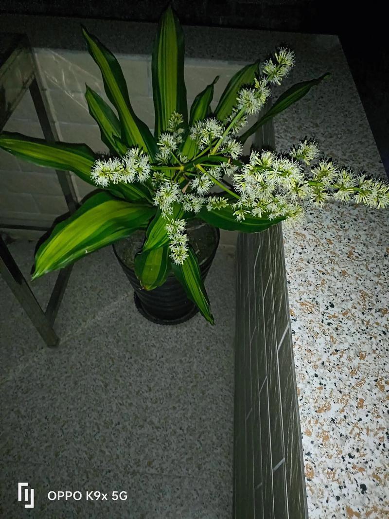 50种常见观叶植物图鉴，史上最全，十种观叶植物？-第3张图片-优品飞百科