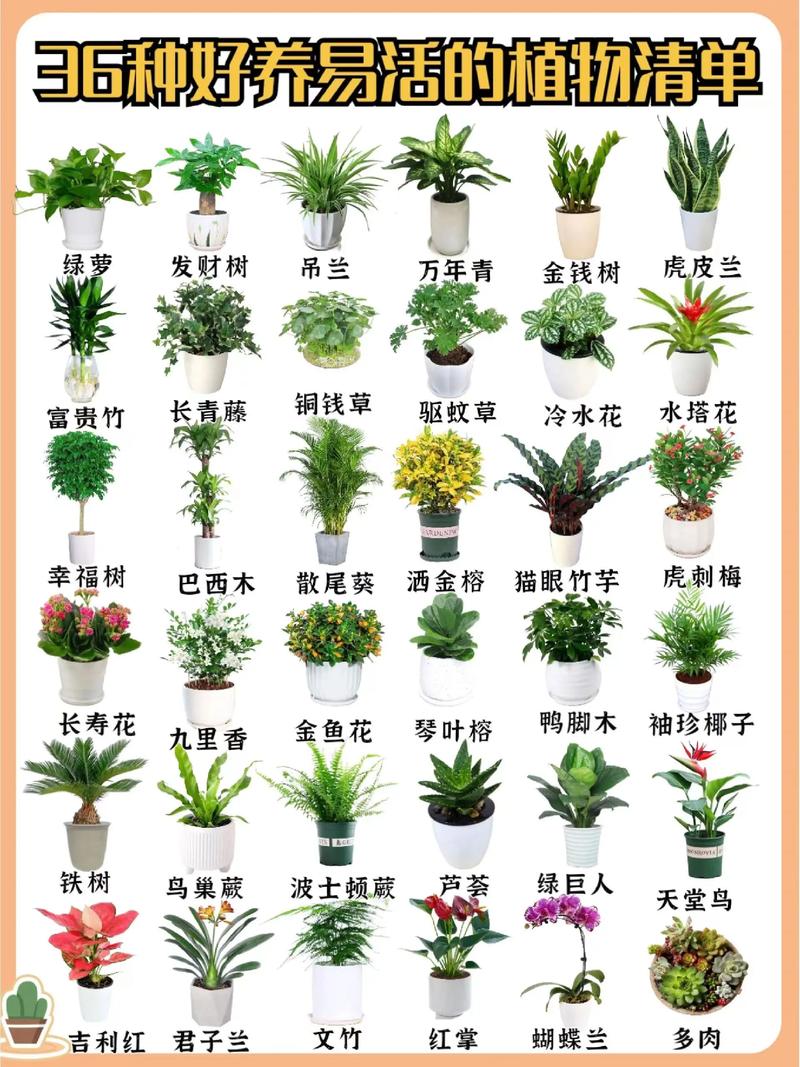 50种常见观叶植物图鉴，史上最全，十种观叶植物？-第4张图片-优品飞百科