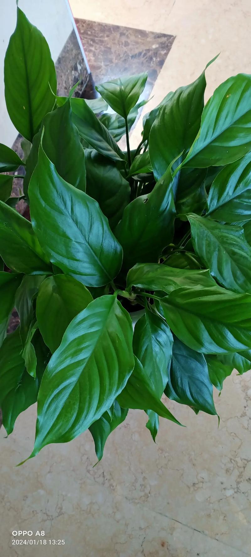 50种常见观叶植物图鉴，史上最全，十种观叶植物？-第5张图片-优品飞百科