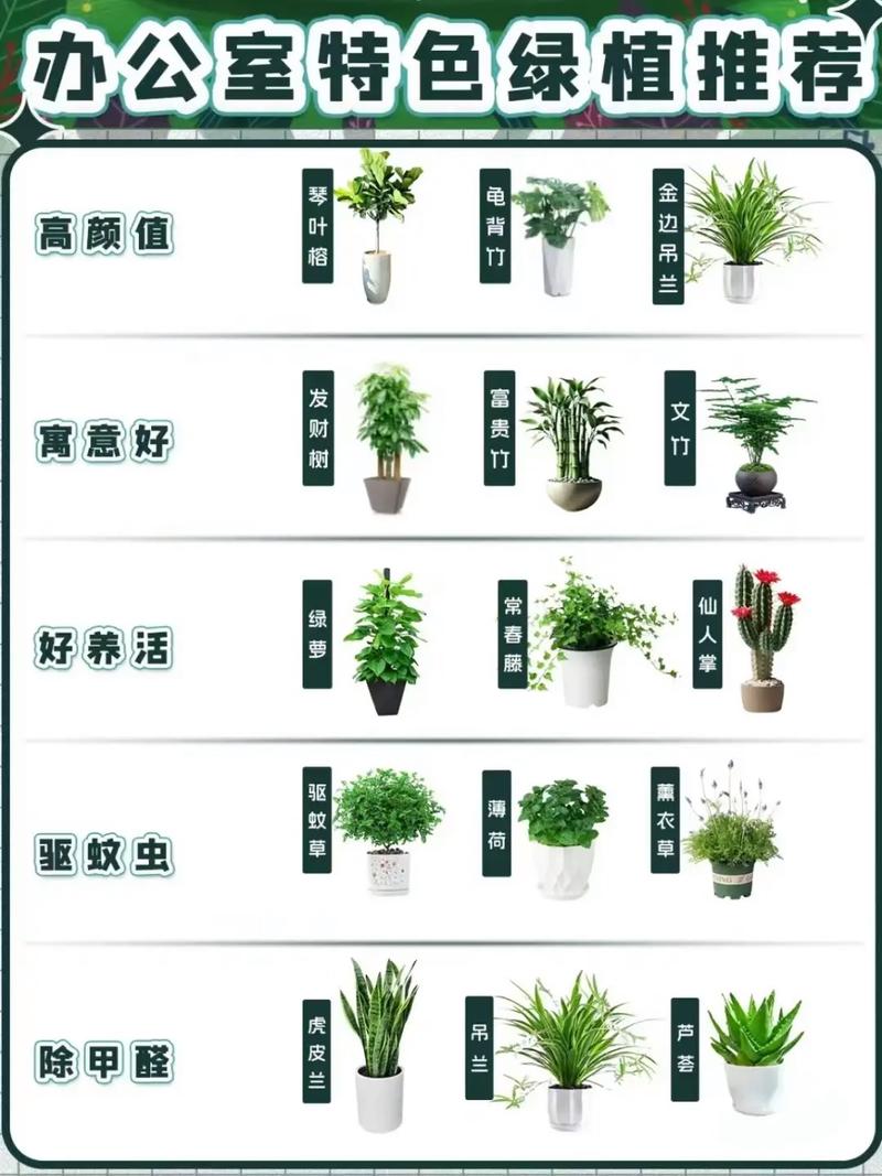 50种常见观叶植物图鉴，史上最全，十种观叶植物？-第6张图片-优品飞百科