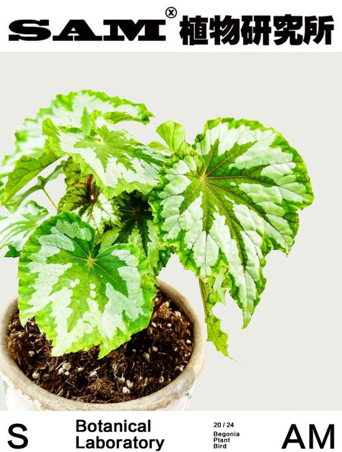 50种常见观叶植物图鉴，史上最全，十种观叶植物？-第7张图片-优品飞百科