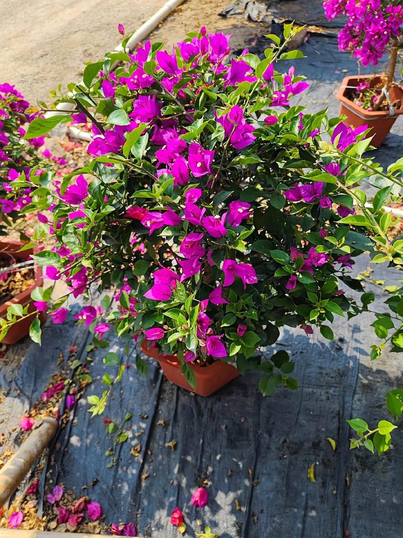 常德适合养什么花，市花和市树是什么，常德赏花的地方有哪些？-第3张图片-优品飞百科