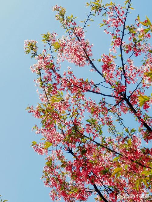 常德适合养什么花，市花和市树是什么，常德赏花的地方有哪些？-第4张图片-优品飞百科