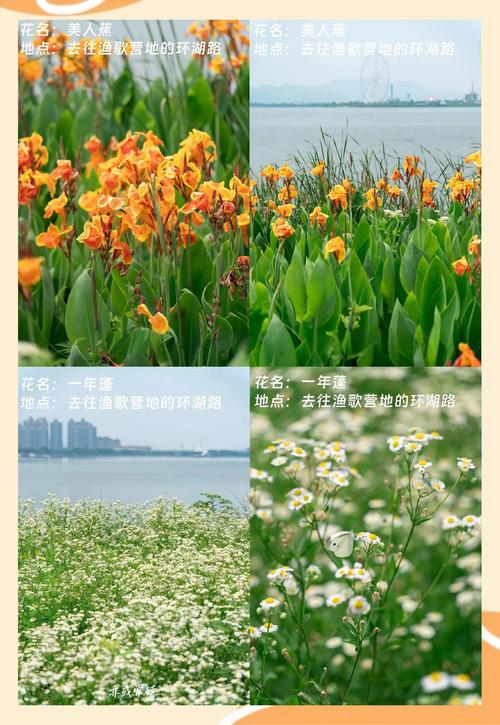 常德适合养什么花，市花和市树是什么，常德赏花的地方有哪些？-第5张图片-优品飞百科