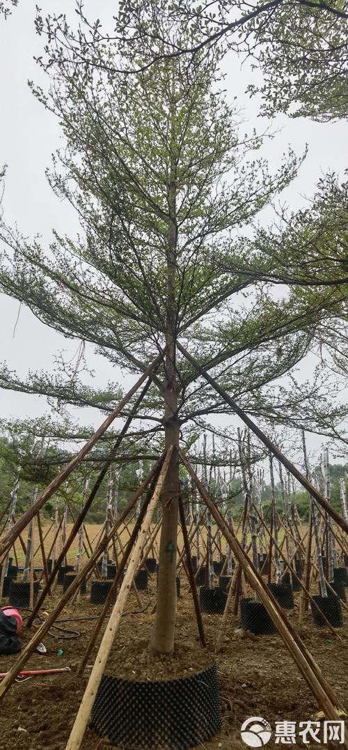 小叶榄仁的养殖方法，小叶榄仁小苗费用-第2张图片-优品飞百科