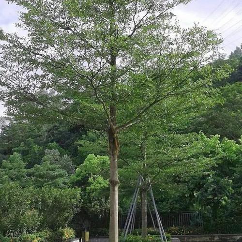 小叶榄仁的养殖方法，小叶榄仁小苗费用-第3张图片-优品飞百科