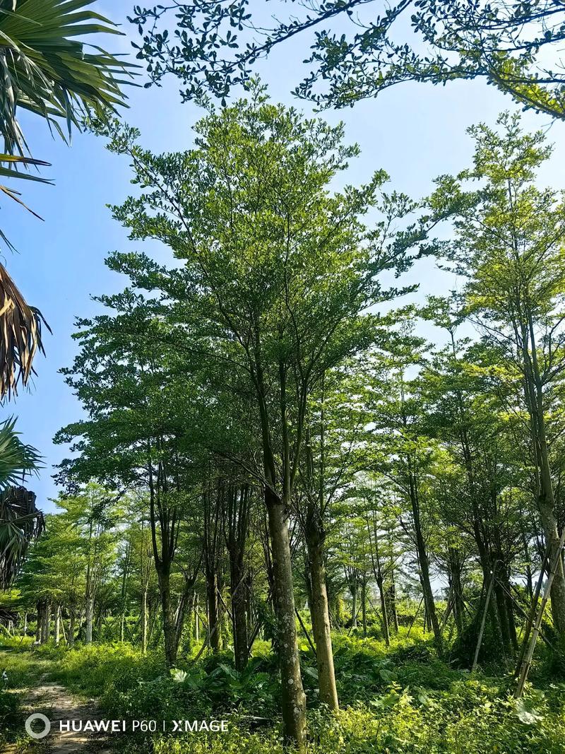 小叶榄仁的养殖方法，小叶榄仁小苗费用-第4张图片-优品飞百科