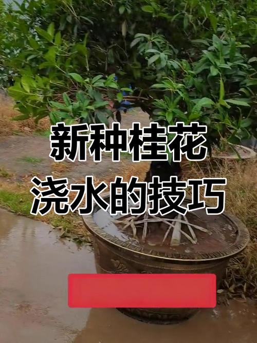 桂花花期怎么浇水？桂花花期浇水会落花蕾吧？-第2张图片-优品飞百科