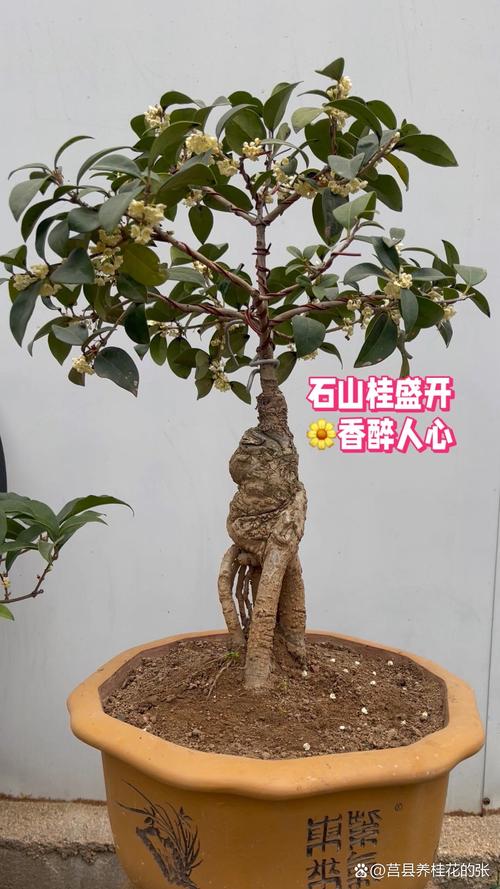 桂花花期怎么浇水？桂花花期浇水会落花蕾吧？-第3张图片-优品飞百科