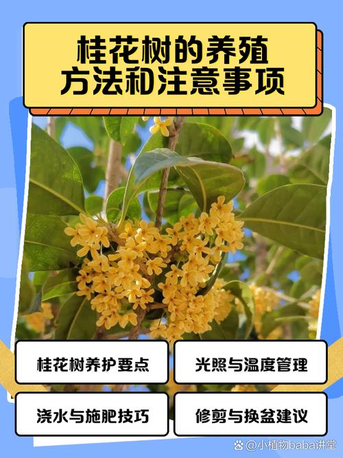 桂花花期怎么浇水？桂花花期浇水会落花蕾吧？-第4张图片-优品飞百科
