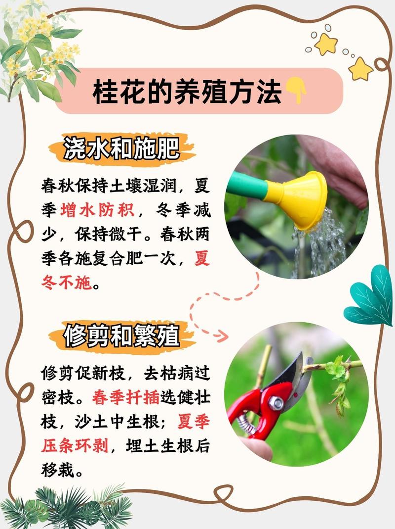 桂花花期怎么浇水？桂花花期浇水会落花蕾吧？-第5张图片-优品飞百科