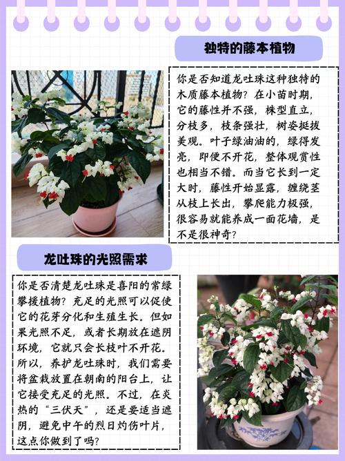 龙吐珠的养殖方法和养殖注意事项，龙吐珠的种植方法和注意事项？-第2张图片-优品飞百科