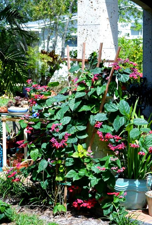 龙吐珠的养殖方法和养殖注意事项，龙吐珠的种植方法和注意事项？-第3张图片-优品飞百科