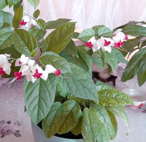 龙吐珠的养殖方法和养殖注意事项，龙吐珠的种植方法和注意事项？-第4张图片-优品飞百科