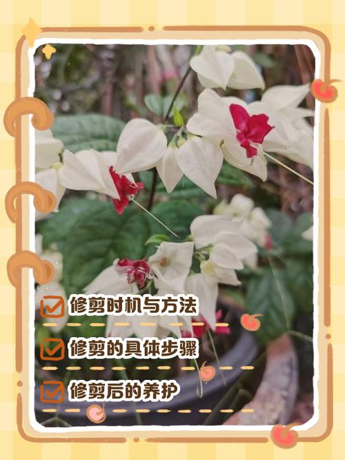 龙吐珠的养殖方法和养殖注意事项，龙吐珠的种植方法和注意事项？-第5张图片-优品飞百科