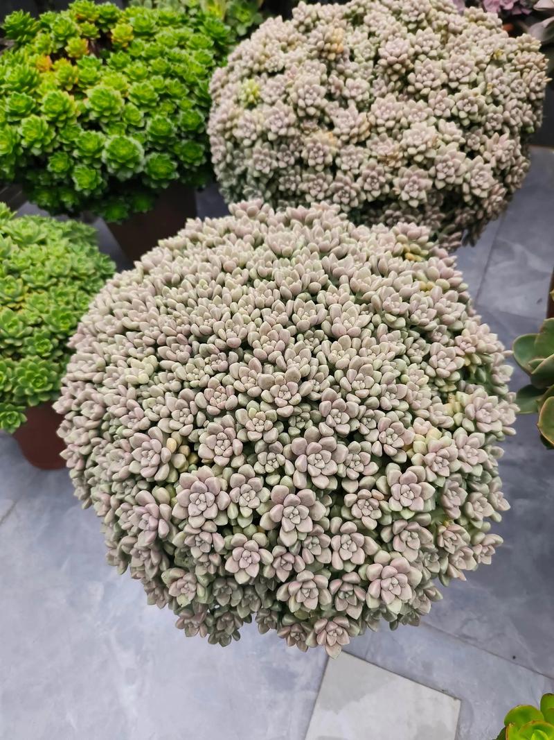 不适合露养的多肉名单，哪些多肉可以露养不怕雨淋？