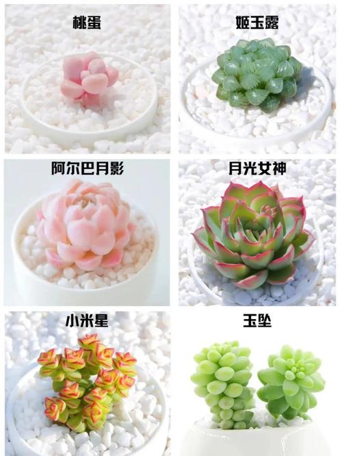 不适合露养的多肉名单，哪些多肉可以露养不怕雨淋？-第2张图片-优品飞百科
