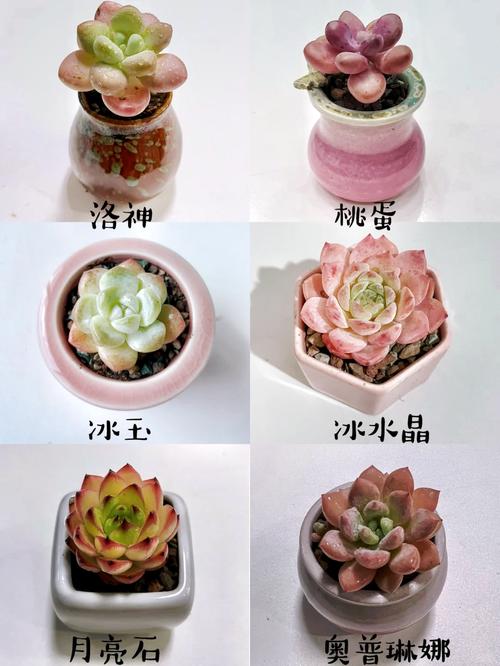 不适合露养的多肉名单，哪些多肉可以露养不怕雨淋？-第3张图片-优品飞百科