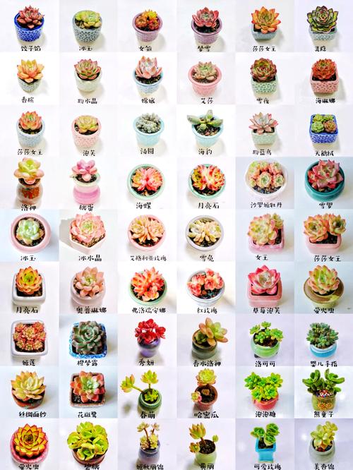 不适合露养的多肉名单，哪些多肉可以露养不怕雨淋？-第4张图片-优品飞百科