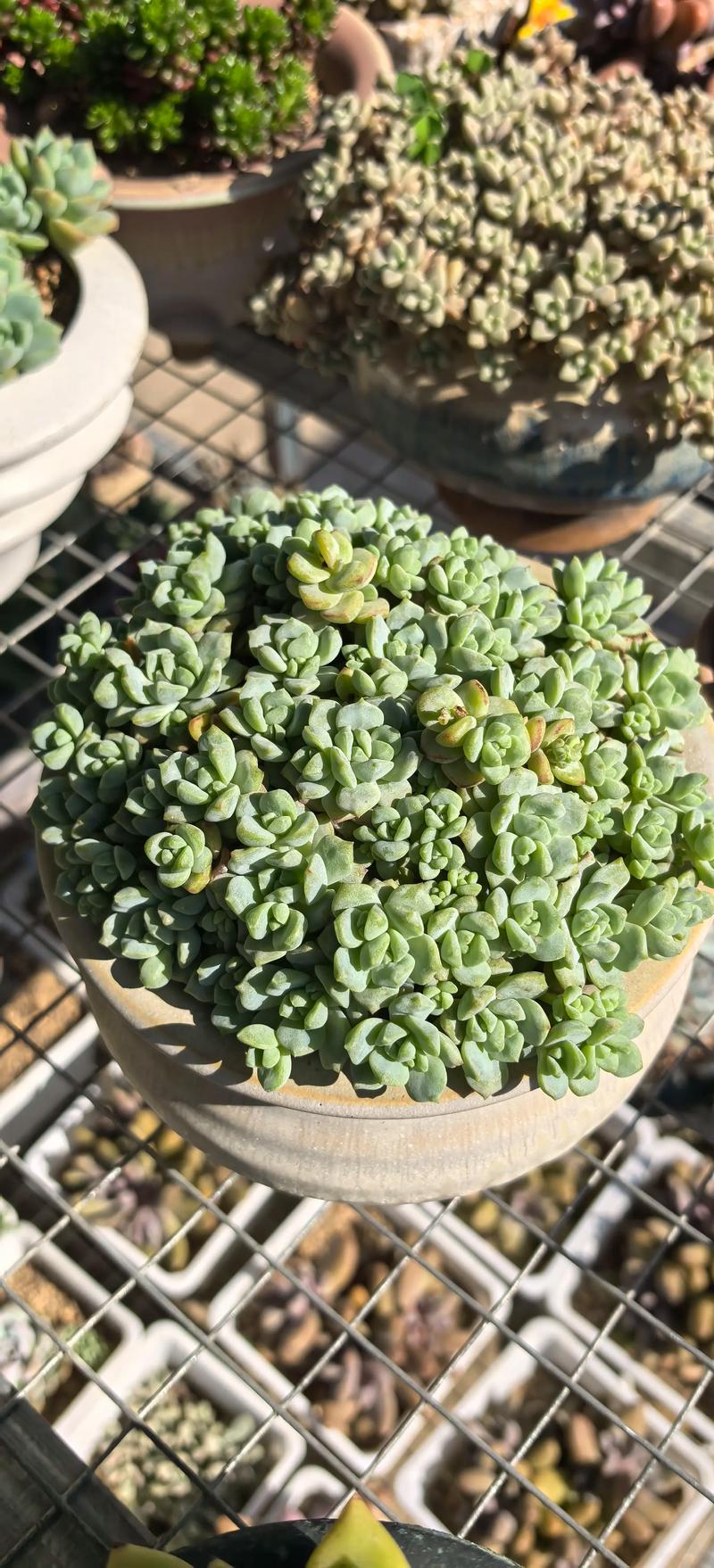 不适合露养的多肉名单，哪些多肉可以露养不怕雨淋？-第5张图片-优品飞百科