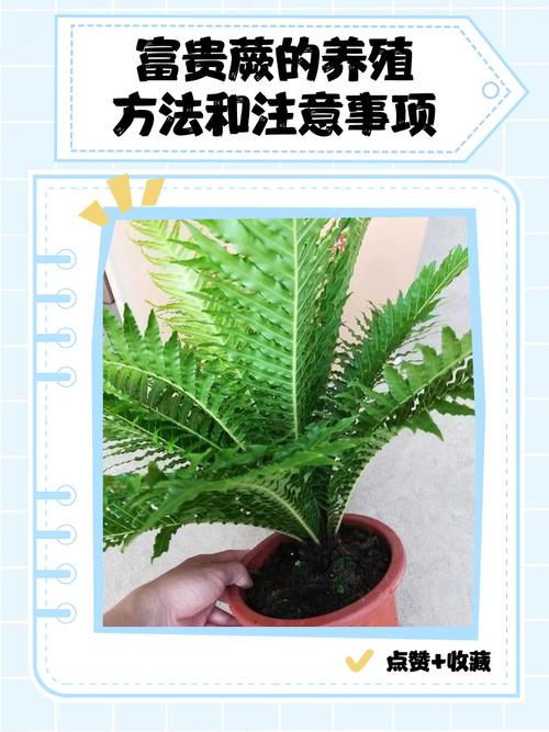 富贵蕨的养殖方法和注意事项，富贵蕨怎么养护-第1张图片-优品飞百科