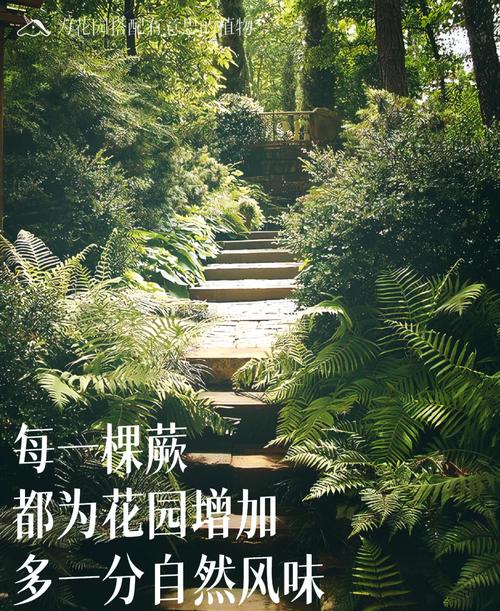 富贵蕨的养殖方法和注意事项，富贵蕨怎么养护-第3张图片-优品飞百科